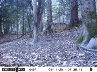 loup